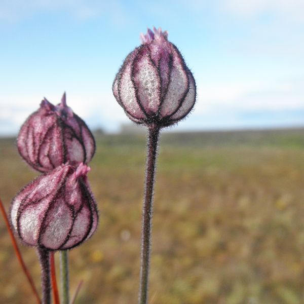 Silene uralensis arctica Svalbard Longyearbyen 2014 6 A.Elven a